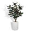 CAOUTCHOUC ARBRE 5 PIEDS