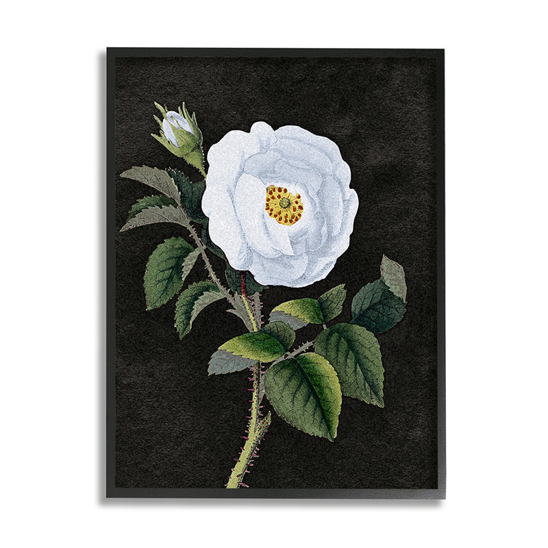 «White Poppy Illustration Vintage Flower Thorns» par Daphne Polselli - impression d'art graphique, H 30 po x l 24 po x 1,5 po