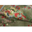 Tapis vert floral vert Art Déco 8 x 10