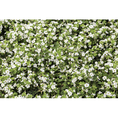 Bacopa Monnieri, Flowering Background by Thegift777