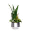 Succulent Plant in Planter