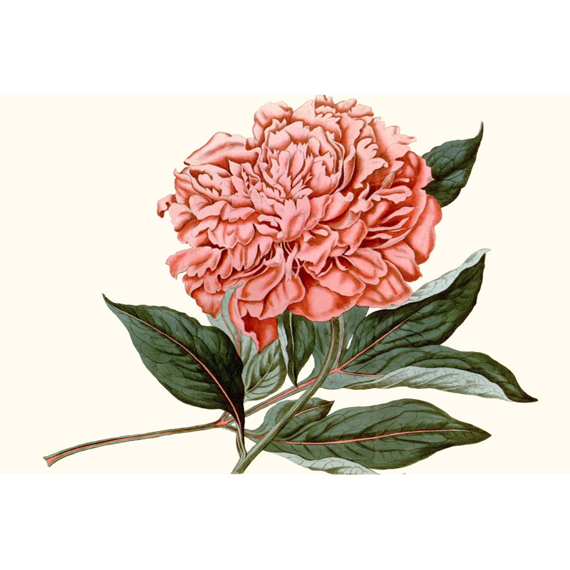 Peony Blush II, peinture sur toile, H 8 po x l 12 po