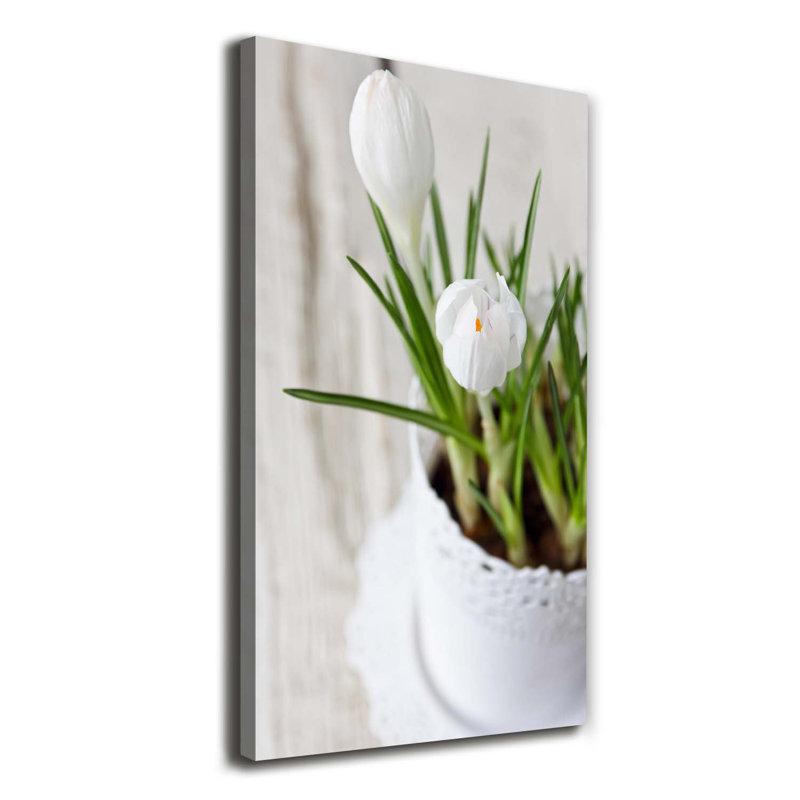 White Crocuses - Wrapped Canvas Print
