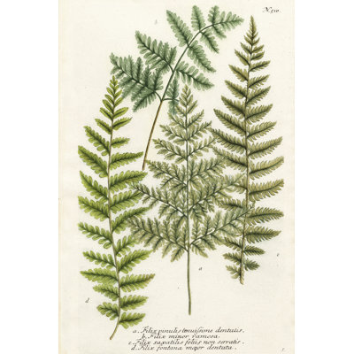 Fougère se rassemblant I