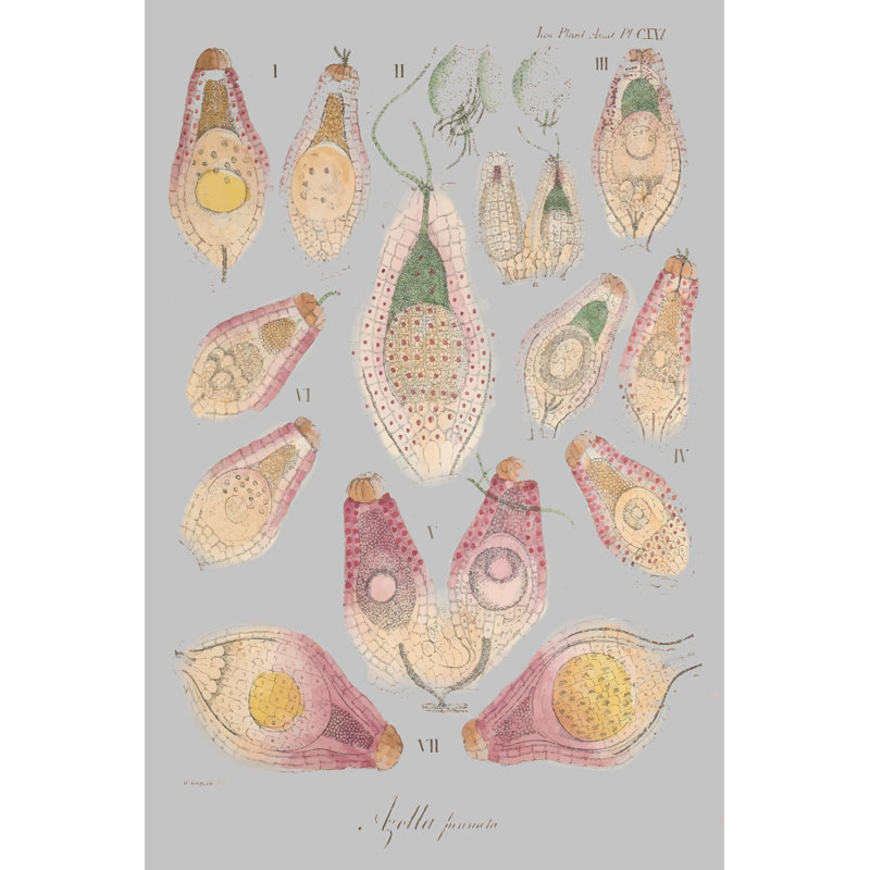 Sea Elements II by Jennifer Goldberger - Wrapped Canvas Print, 46cm H x 30cm W