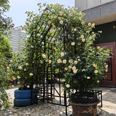Black Iron Garden Arch With Gate, Size W56.91*H94.79, Support For And Other Climbing Plants, Galvanized Powder - Coated Long Term Use, Stable Load Bearing Frame, Ornamental Metal Arch, Morning Glory,