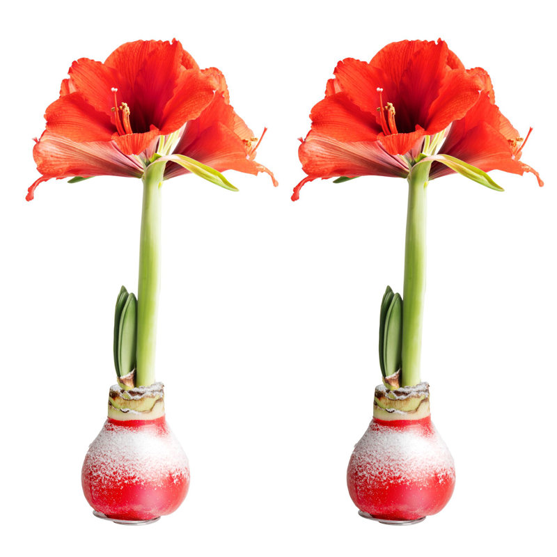 Costa Farms Indoor Holiday Red Amaryllis Bulb, Pack of 2