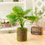32cm Faux Philodendron Plant in Planter
