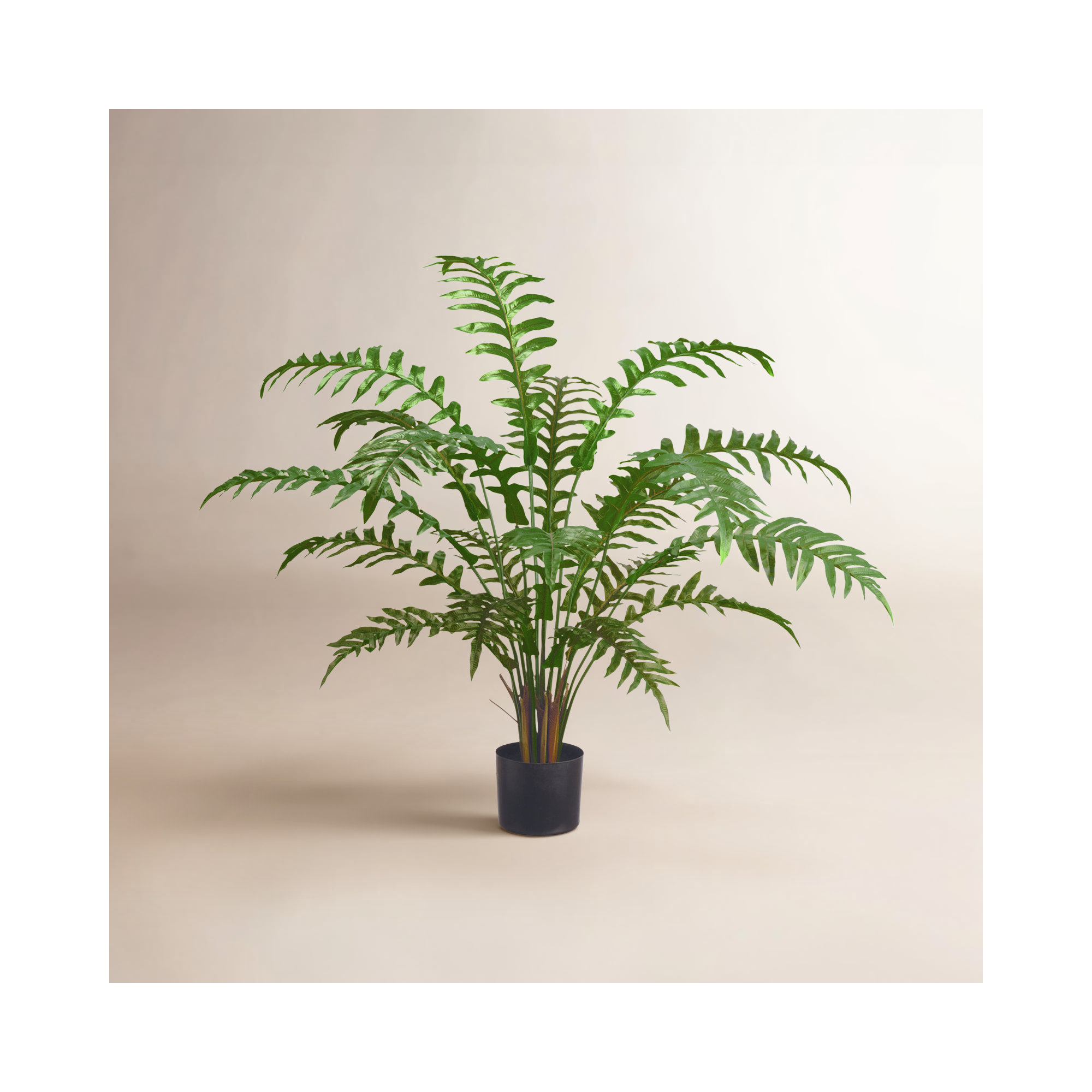Elspeth Fern Plant