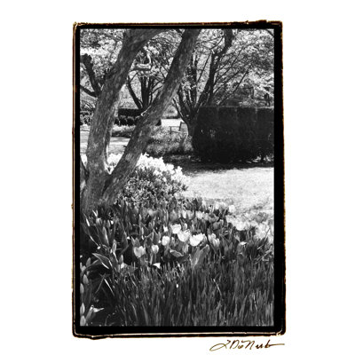 Jardin printanier IV