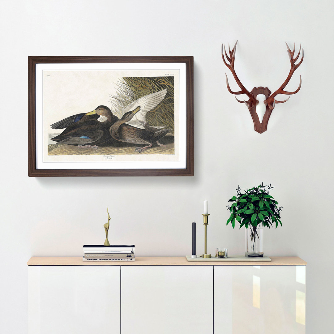 Dusky Duck by John James Audubon - Framed Print