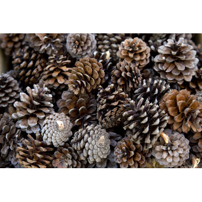 " Numerous Pine Cones " by Suthat_Chaitaweesap