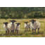 Babsy Sheep Family I - Painting-1599153923-1599097661