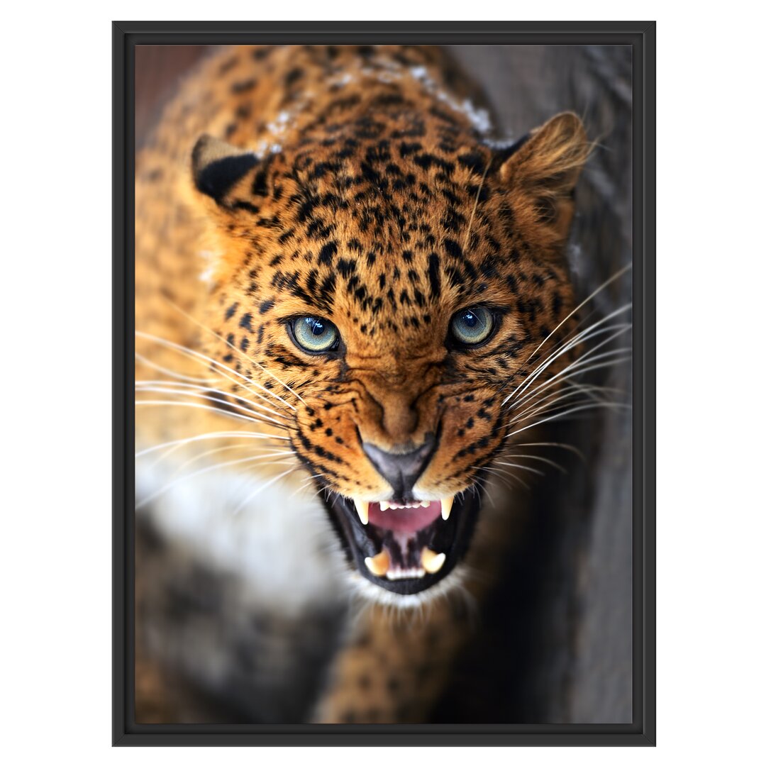 Gerahmtes Wandbild Fauchender Leopard