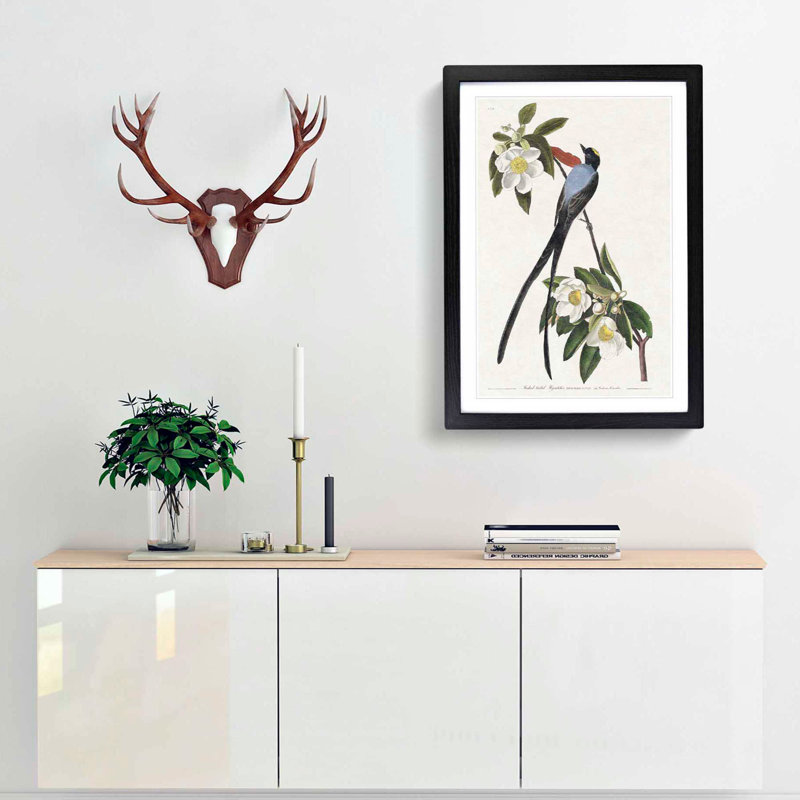 Fork-Tailed Flycatcher Bird by John Audubon - Framed Print, Black Framed, 48cm H x 36cm W x 2cm D