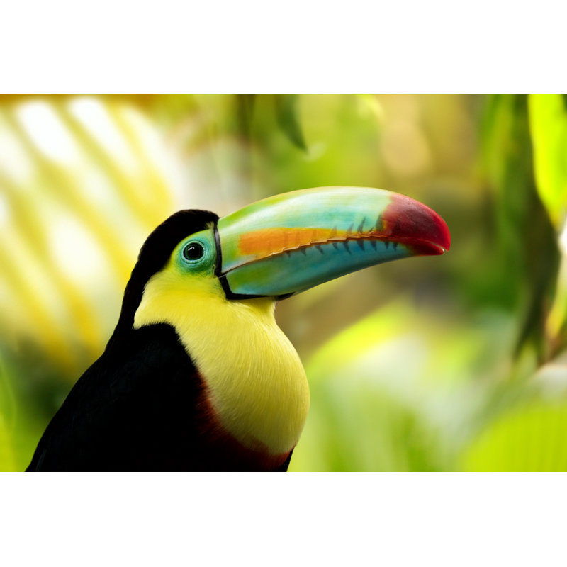 Keel-billed Toucan by Chuvipro - Wrapped Canvas Print, 61cm H x 91cm W x 3.8cm D