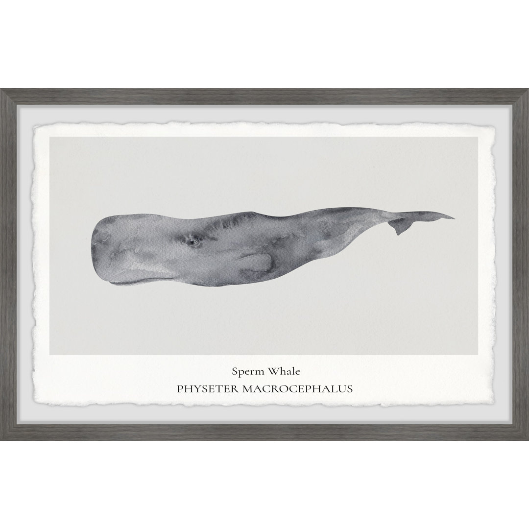 Physeter Macrocephalus by Marmont Hill - Picture Frame Painting on Paper