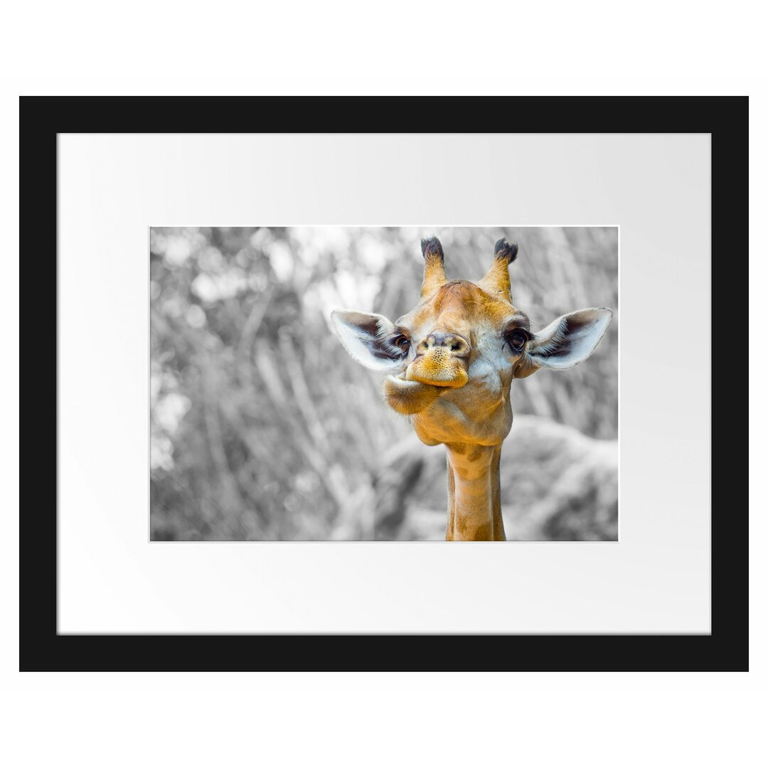 Gerahmtes Poster Giraffe in der Natur