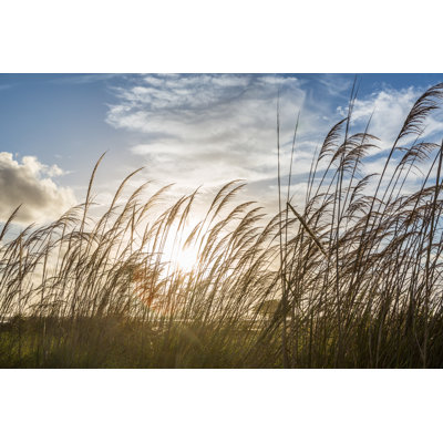 Canes - Wrapped Canvas Print