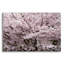 «Stanley Park Cherry Tree Blossoms» par Richard Wong, art mural en verre acrylique-33349516