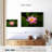 Fresh Lotus Flower-1214097615