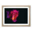Rose in Pink & Purple in Abstract - Picture Frame Graphic Art Print-55762781-55762782
