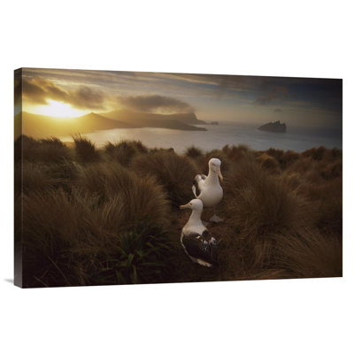 " Southern Royal Albatross Pair Courting at Sunset, Campbell Island, New Zealand " Print