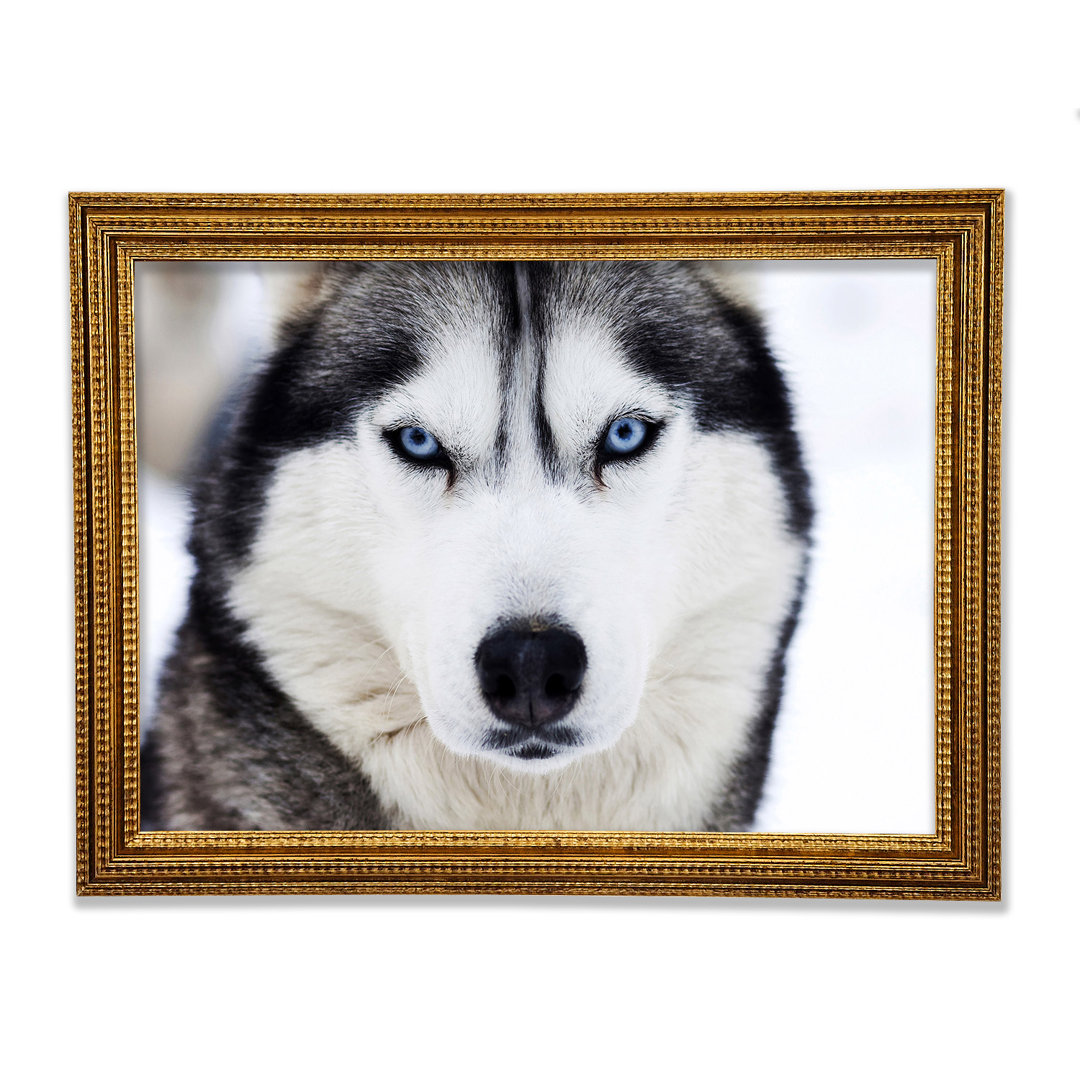 Husky Hund Schnee Gesicht - Druck