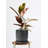 Hobbes Ceramic Pot Planter