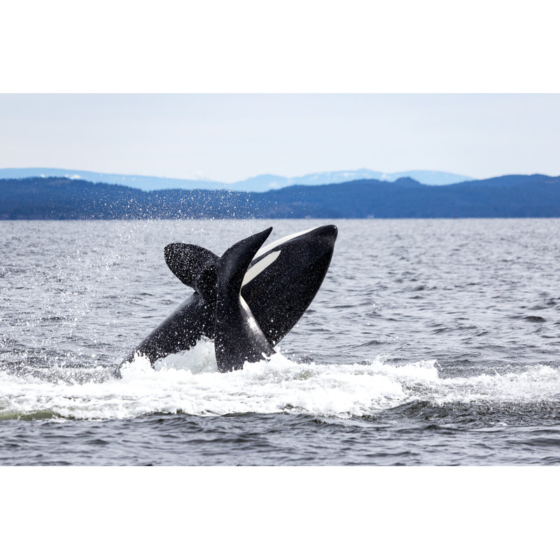 Heiden Whales by JolyFive - Wrapped Canvas Print, 81cm H x 122cm W x 3.8cm D