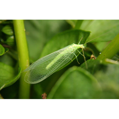" Green Lacewings "