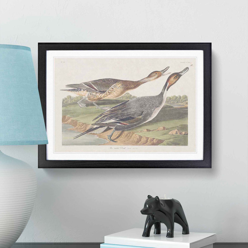 Pin-Tailed Ducks by John Audubon - Picture Frame Painting Print, Black Framed, 27cm H x 36cm W x 2cm D