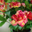 40cm Faux Flowering Plant in Pot Liner-75959568