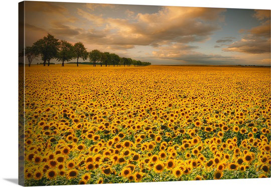Tournesols Straub par Piotr Krol - reproduction de photo, H 16 po x l 24 po x P 1,5 po, Toile