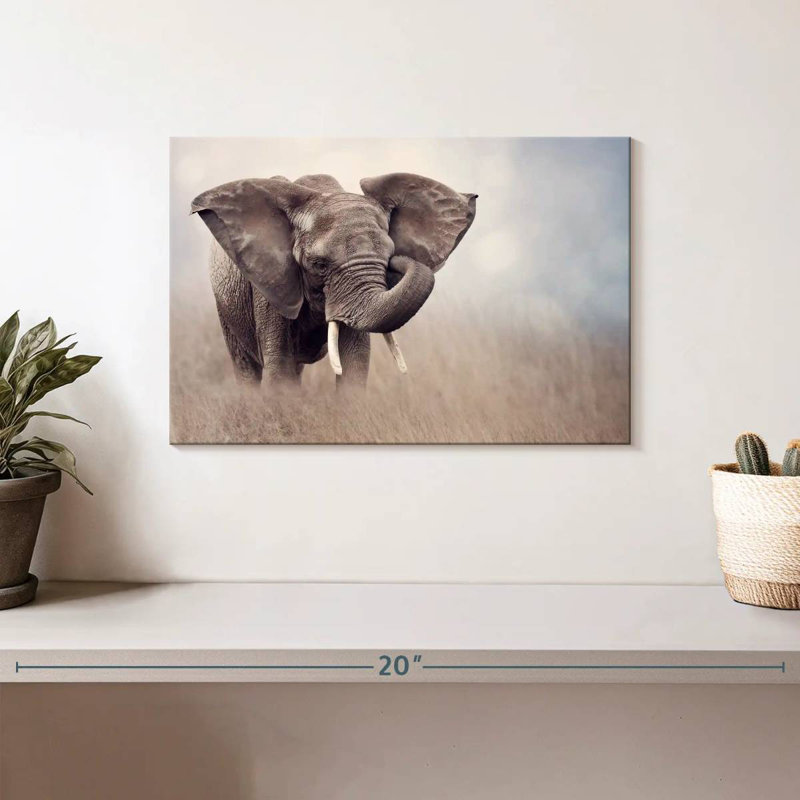 Brampt Young Savanna Elephant