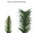 Round Valley Pine Artificial Garland