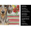 Torchon Dapple Dachshund-322069781