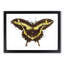 A Papilio Butterfly by George Shaw - Framed Print-55453450-55453451