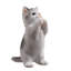 Animals Weather Resistant Polyresin Garden Statue-2140795306