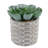 4.5'' Faux Succulent Plant in Cement Pot