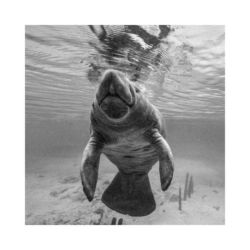 West Indian Manatee Surfacing, Crystal River, Florida 1 Piece Wrapped Canvas Wall Art, 30.48 cm H x 30.48 cm W