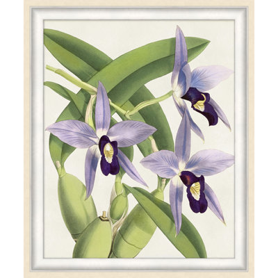Orchid 2 Print
