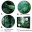 Emerald Green Ferns Forest VI sur impression sur toile-1698693855-1698693834