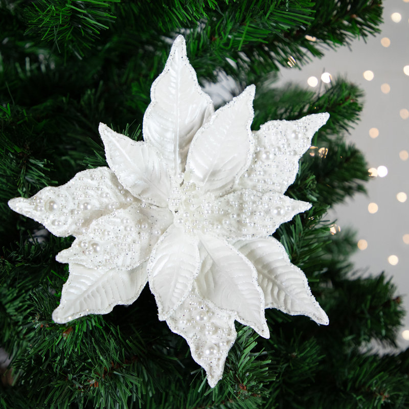 Buissons de poinsettias