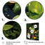 Green Green Lime Cocktail II - Art mural cocktails-250882348