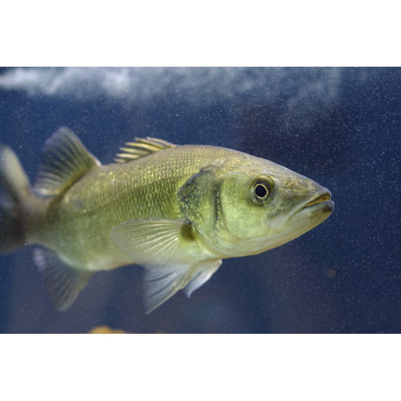 Mediterranean Seabass by Angelafoto - No Frame Print on Canvas, 30cm H x 46cm W