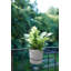 Balcony Planter-72816983