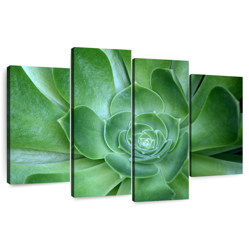 Single Succulant