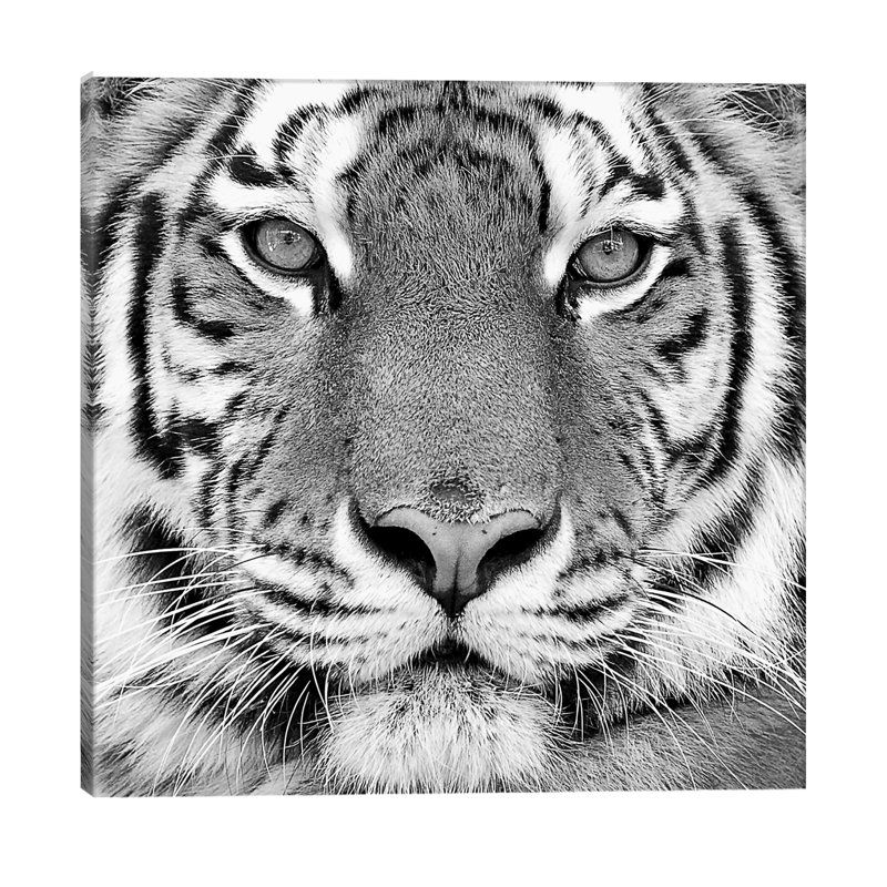 Tiger by PhotoINC Studio - Wrapped Canvas Print, 93.98 cm H x 93.98 cm W x 3.175 cm D