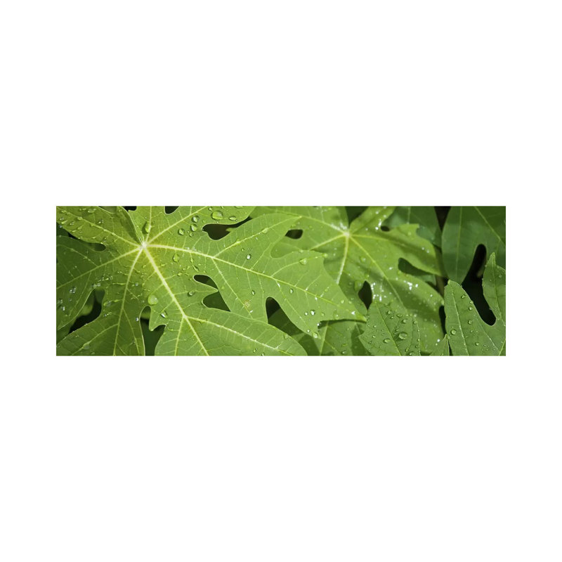 Raindrops On Papaya Tree Leaves, La Digue, Seychelles by Panoramic Images - Wrapped Canvas Panoramic Print